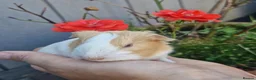 Guinea Pig rodents for sale: Mother & daughter duel  - Advert 11