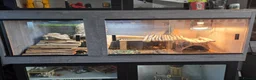 Bearded Dragon reptiles for sale: Male bearded dragon - Advert 3