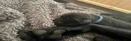Labrador Retriever dogs for sale: Black KC Lab puppies - Advert 24