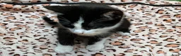 Mixed Breed cats for sale: Kittens for Sale. Ready Now for Loving Homes - Advert 8
