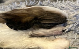 Maltipoo dogs for sale: Maltipoo puppies  - Image 9