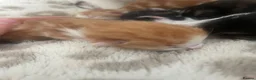 Mixed Breed cats for sale: Beautiful blue eyed tortie and ginger kittens  in Stafford - Advert 6