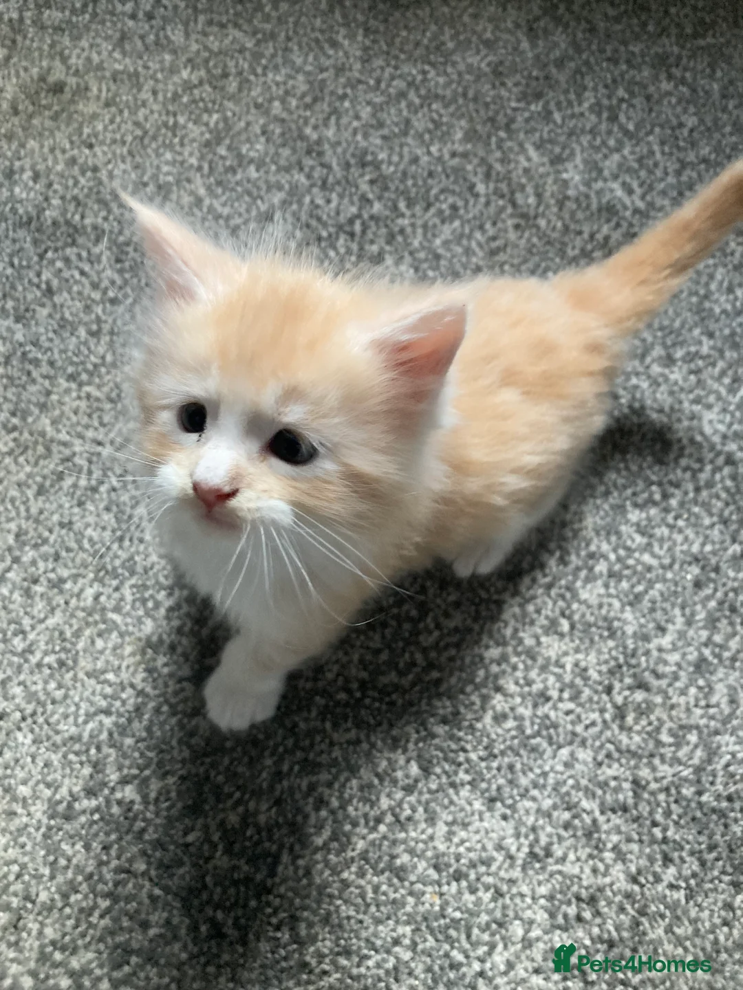 Maine Coon cats for sale: Maine Coon kittens - Advert 11