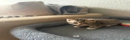 Mixed Breed cats for sale: Kitten  - Advert 8