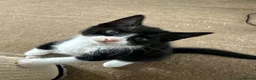 Domestic Shorthair cats for sale: 4 Kittens in Dunmow - Advert 6