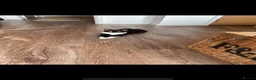 Mixed Breed cats for sale: Gorgeous Tuxedo Male  - Advert 13