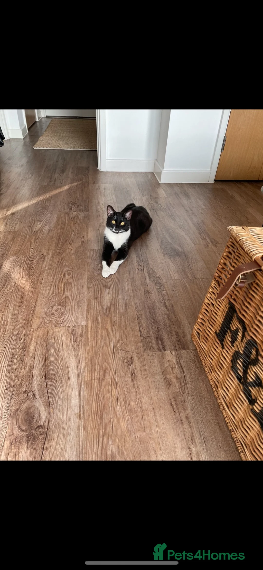 Mixed Breed cats for sale: Gorgeous Tuxedo Male  - Advert 13