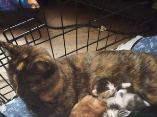 Mixed Breed cats for sale - Advert 1