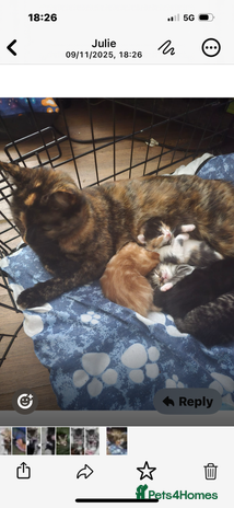 Mixed Breed cats - Advert 6