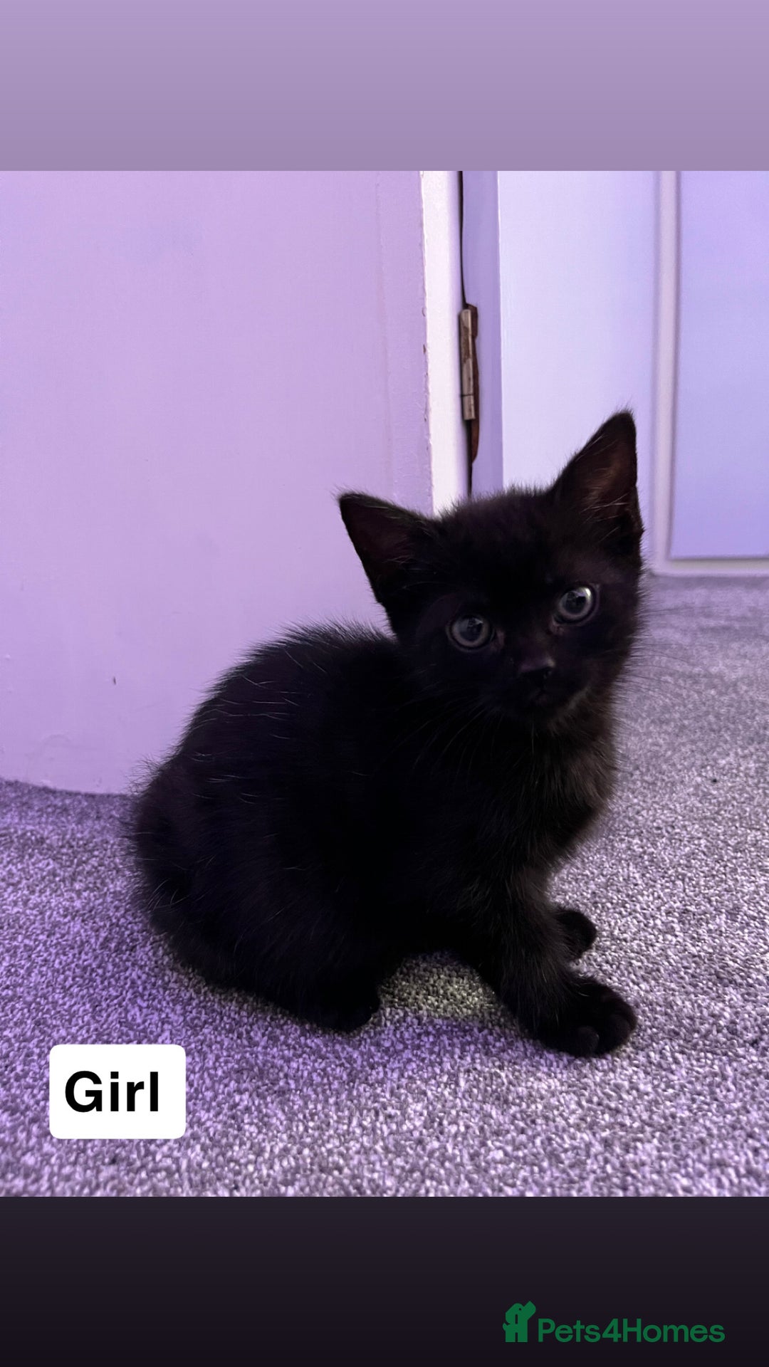 Mixed Breed cats for sale: 6 kittens for sale - Image 8