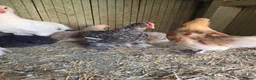 Chickens poultry for sale: Male chickens - Advert 2