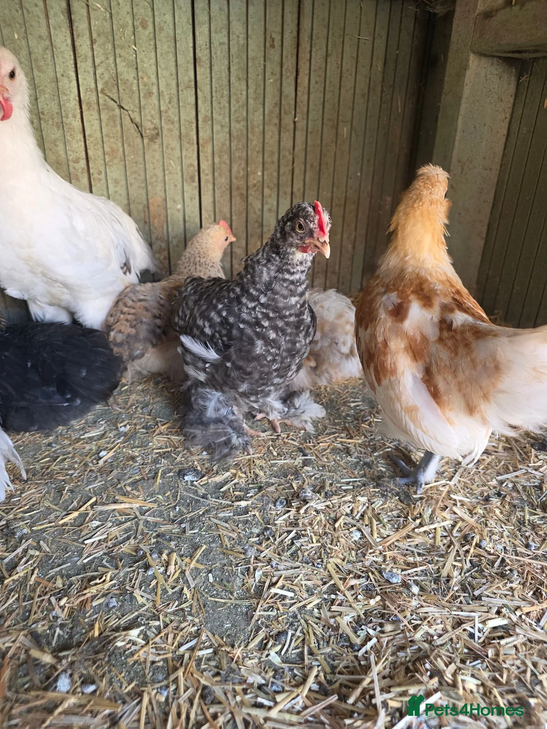 Chickens poultry for sale: Male chickens - Advert 2