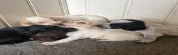 Cocker Spaniel dogs for sale: Beautiful litter of Working Cocker Spaniels - Advert 3