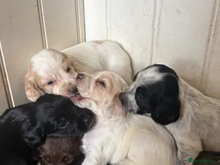 Cocker Spaniel dogs Beautiful litter of Working Cocker Spaniels - Advert 1