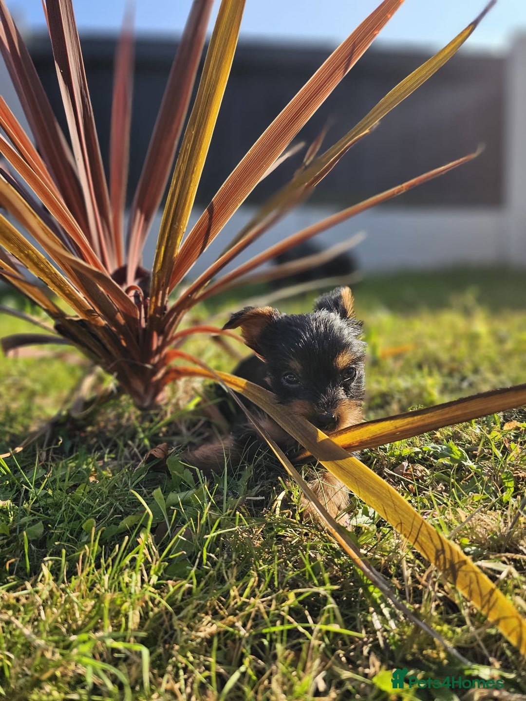 Yorkshire Terrier dogs for sale: Cute  Yorkshire terriers  - Image 8
