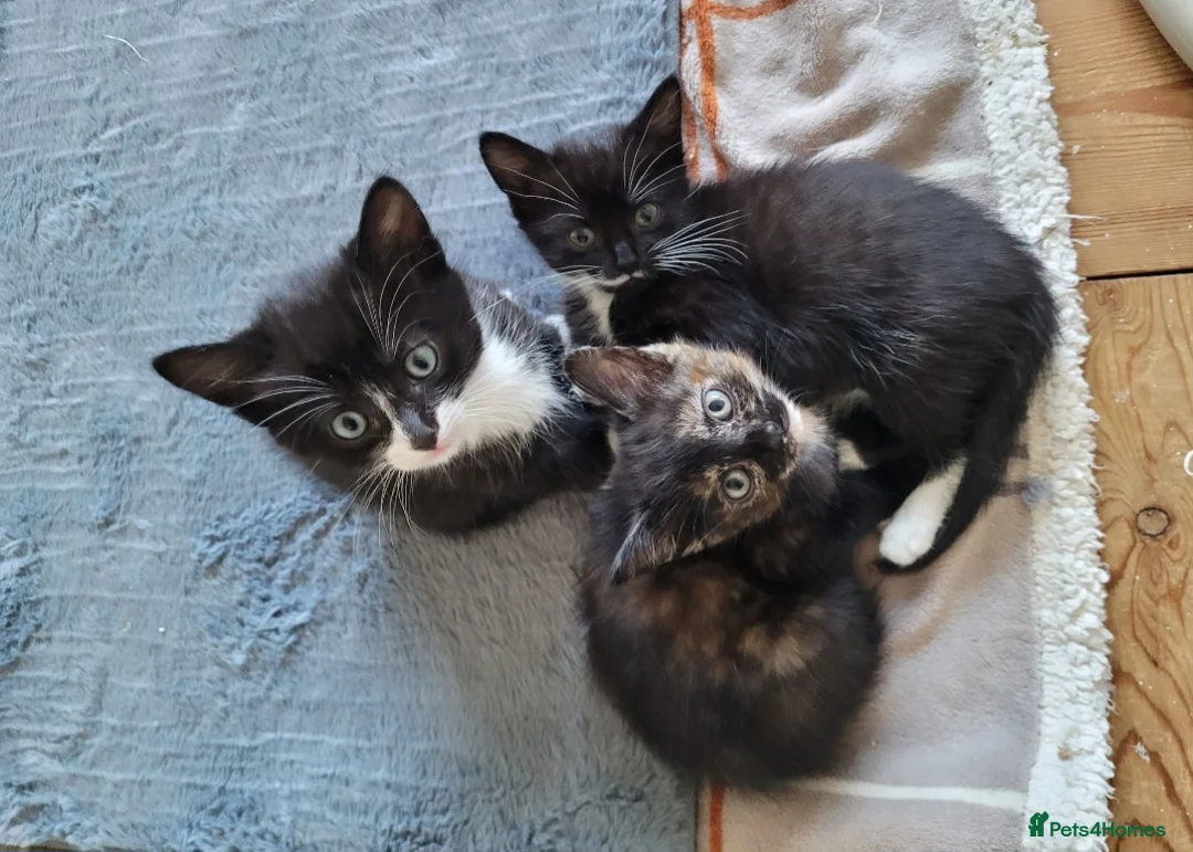 Mixed Breed cats for sale: 3 beautiful kittens left - Advert 2