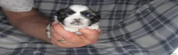 Shih Tzu dogs for sale: Imperial shih tzu - Advert 26