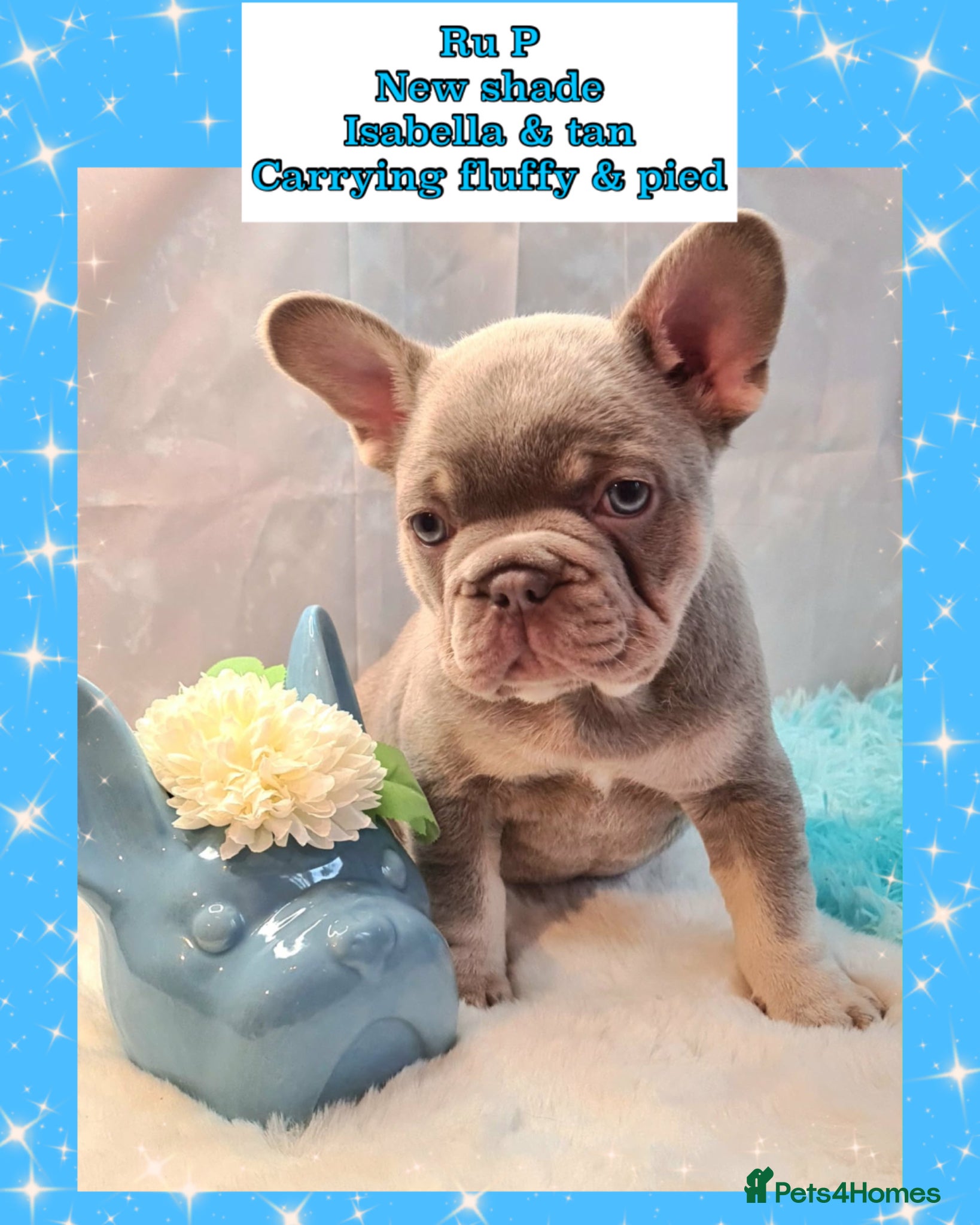 French Bulldog dogs Quality Puppies from highly health tested Parents - Advert 2