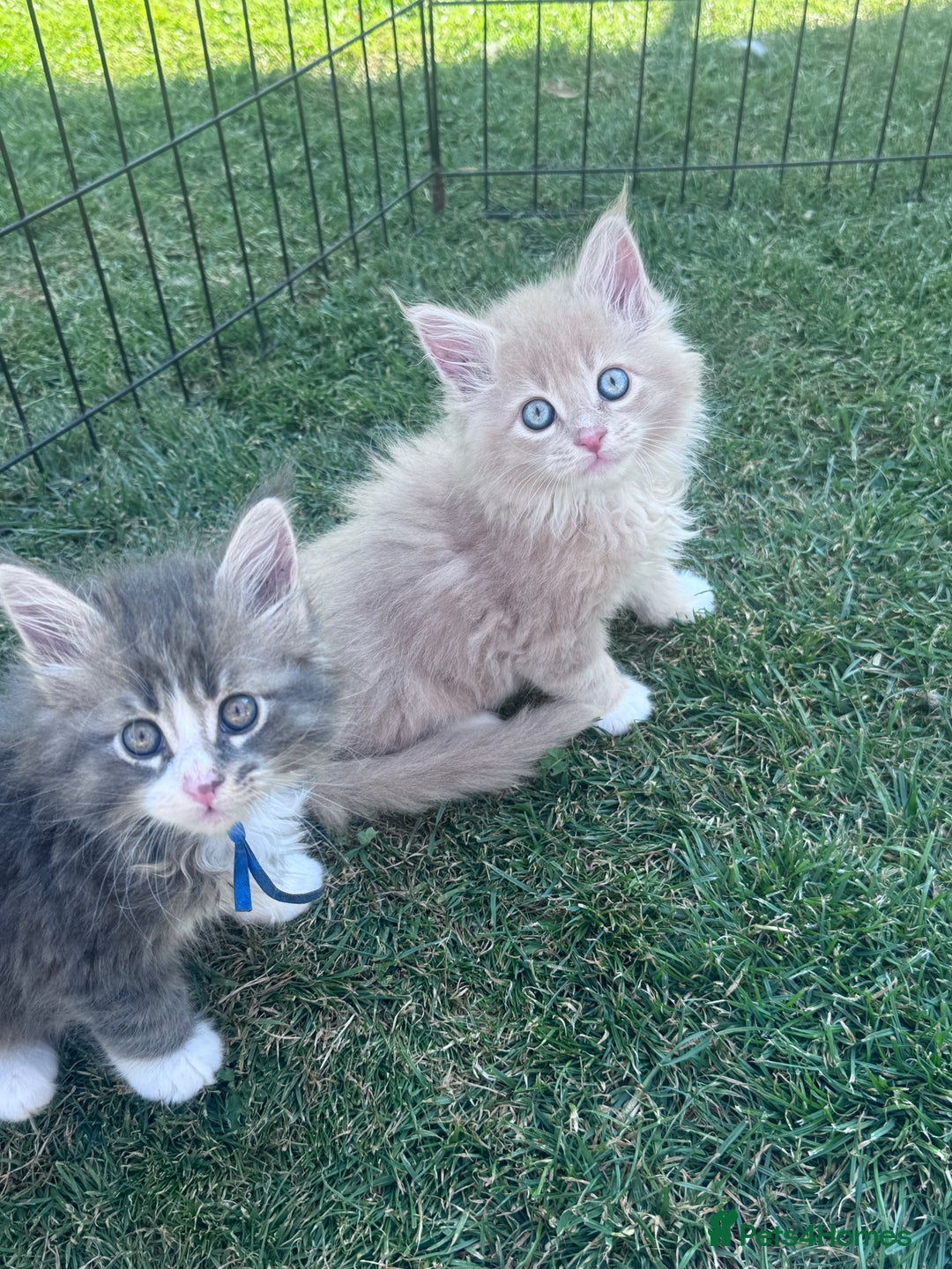 Maine Coon cats for sale: TICA REGISTERED champion Mainecoon kittens in Tring - Image 6