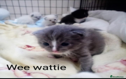 Ragdoll cats for sale: Ragdoll kittens  - Image 25