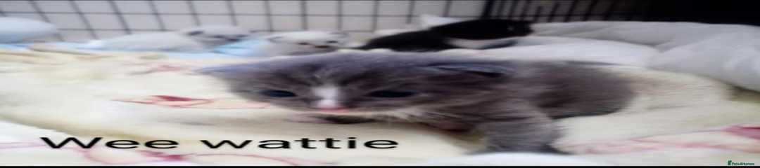 Ragdoll Kitten 1