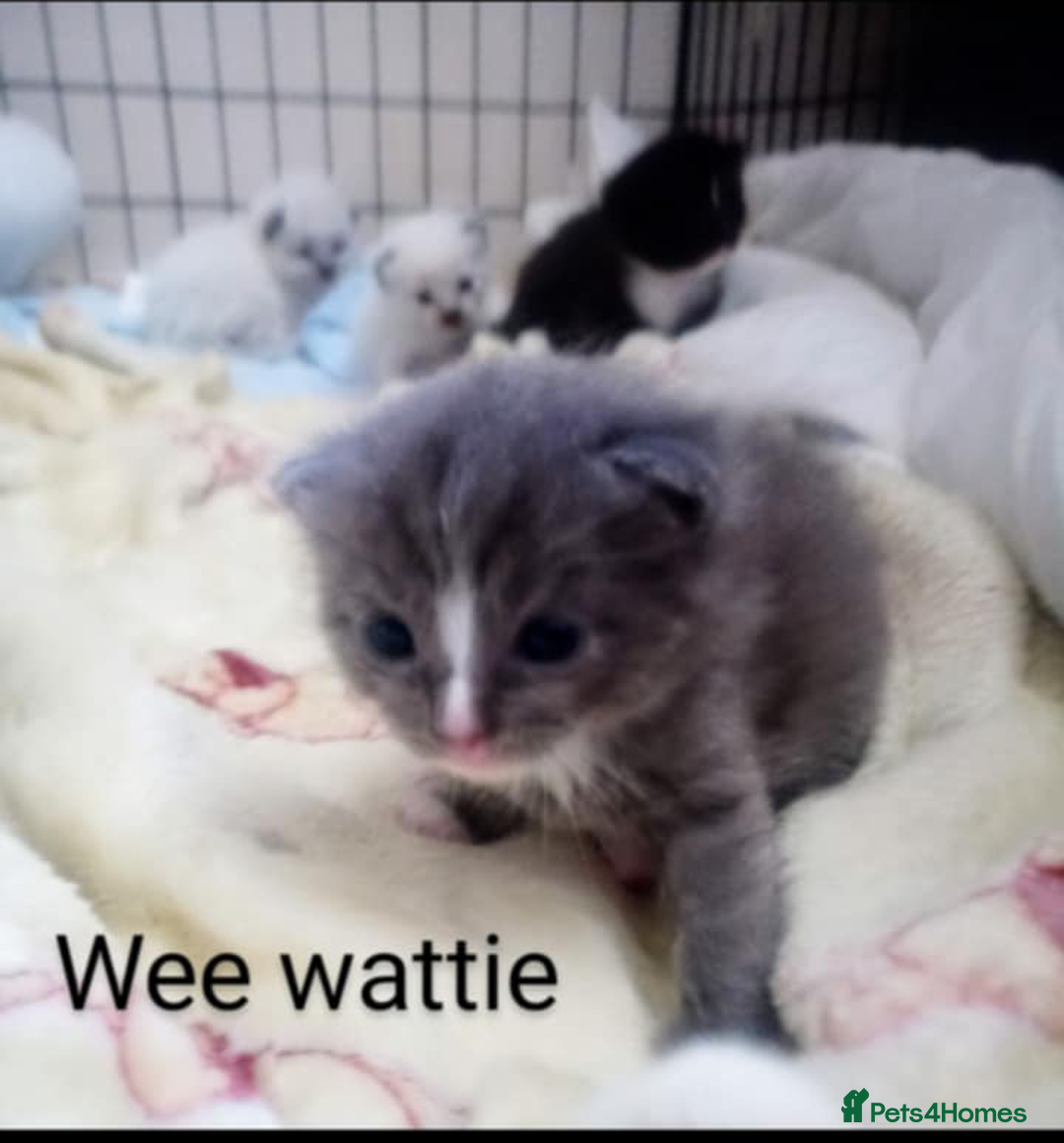 Ragdoll cats for sale: Ragdoll kittens  - Image 25