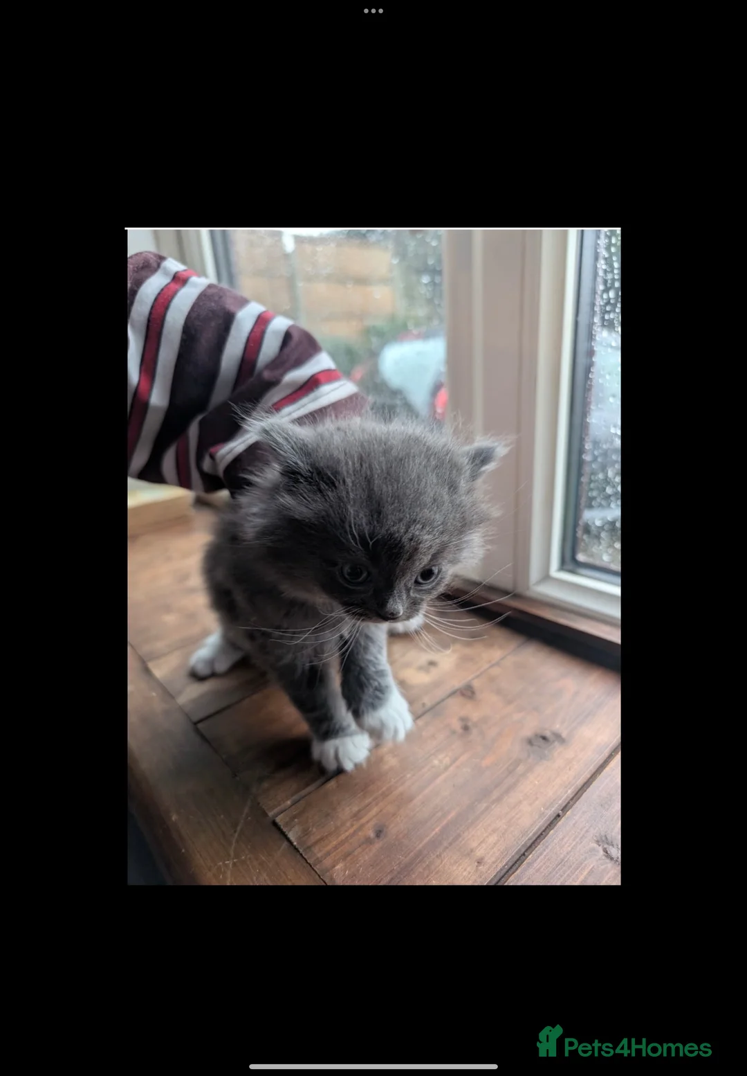 British Shorthair cats for sale: British shorthair kittens  - Advert 7