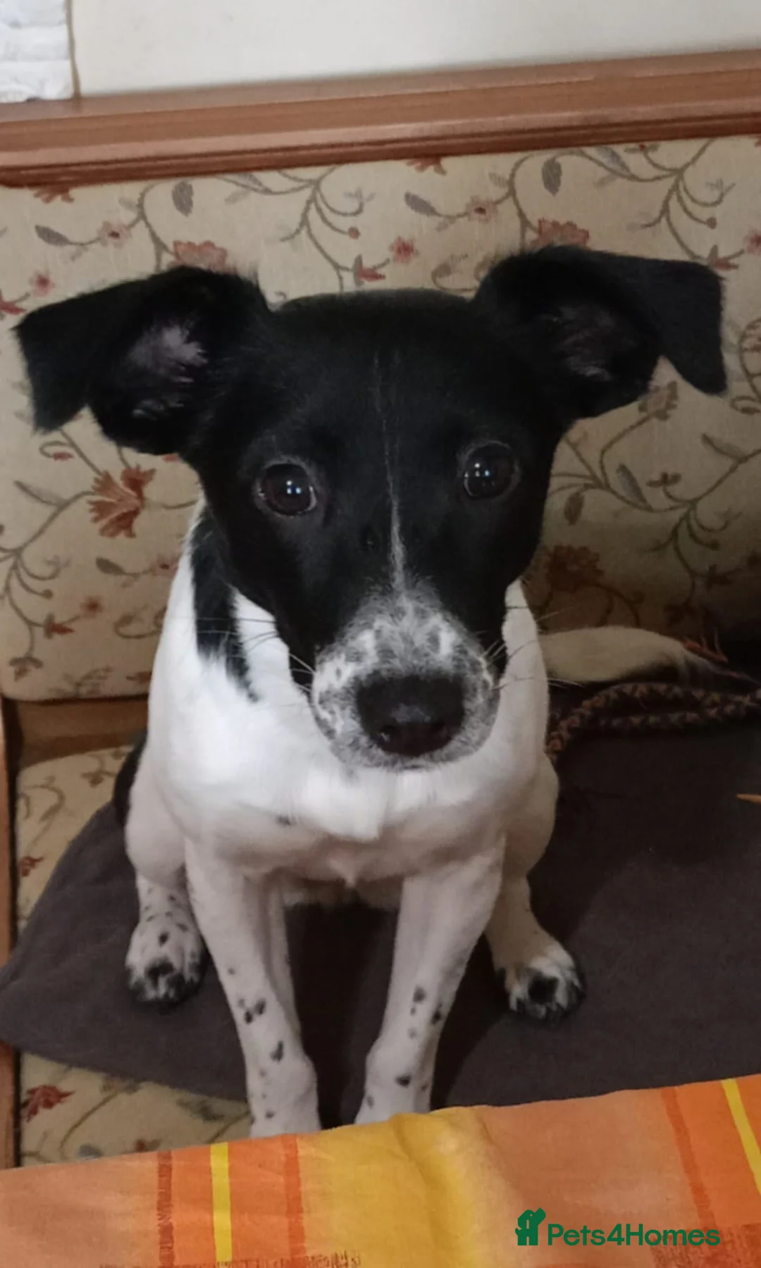 Mixed Breed dogs for adoption: ❤️MATILDA❤️ 10 months, low medium below the knee) - Advert 2