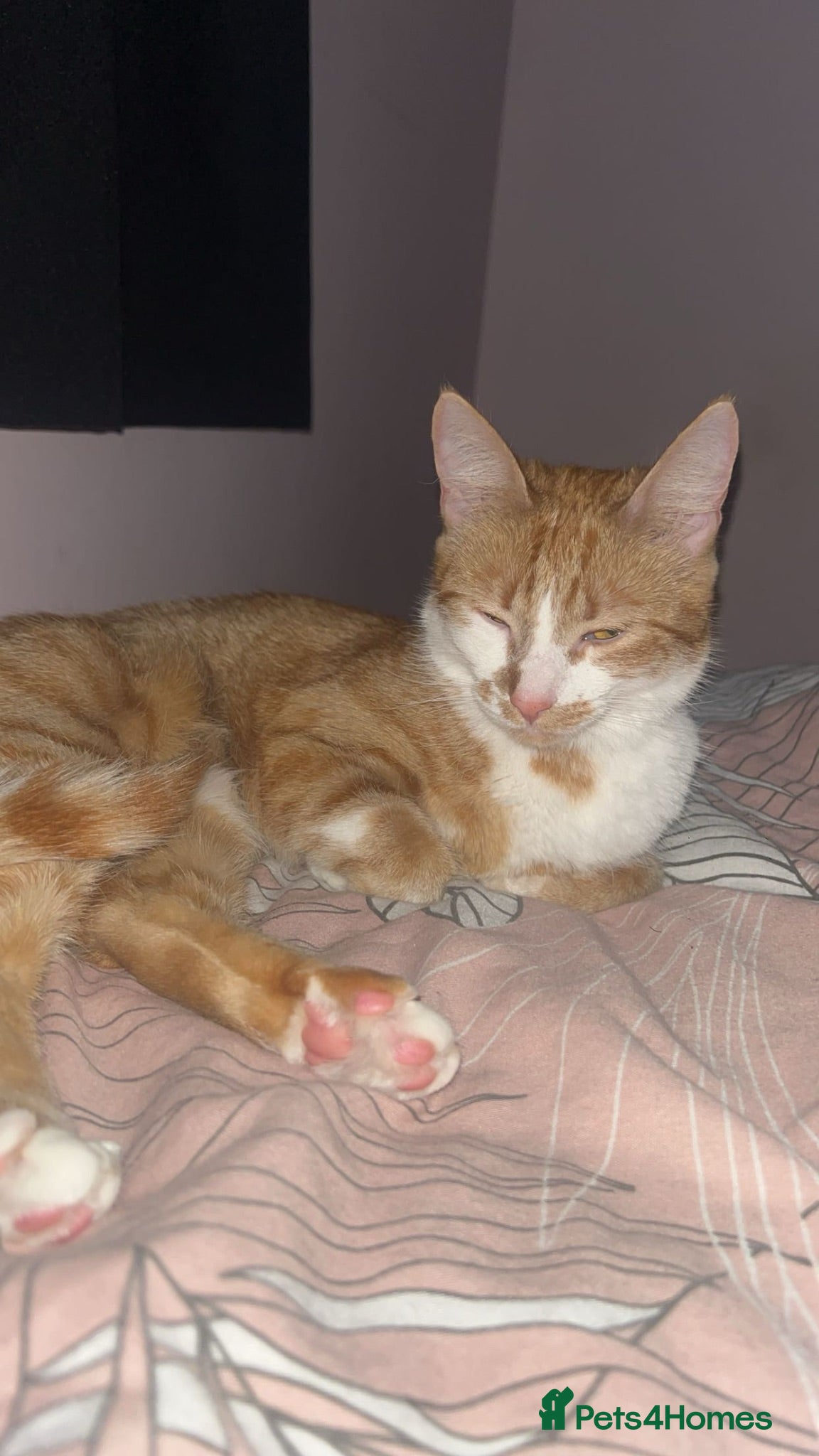 British Shorthair cats 🐾 Loving home wanted for Thea 🐾 - Advert 2