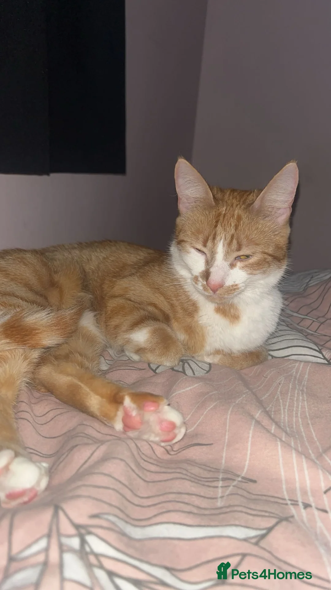 British Shorthair cats for sale: 🐾 Loving home wanted for Thea 🐾 - Advert 1