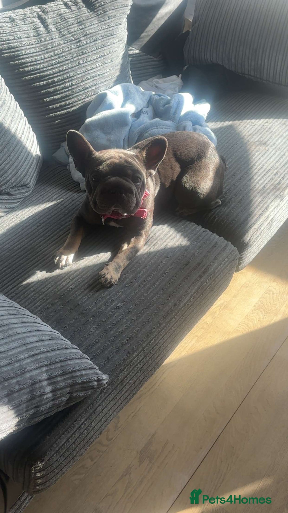 French Bulldog dogs Cece The Frenchie - Advert 7