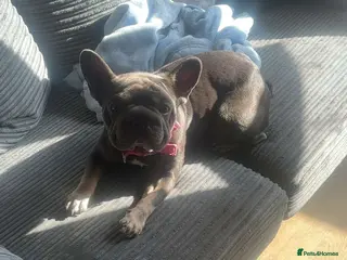 French Bulldog dogs Cece The Frenchie - Advert 7