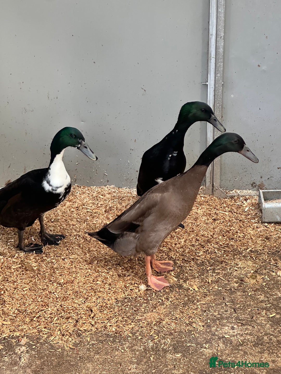 Ducks poultry for sale: Indian runner ducks  - Advert 4