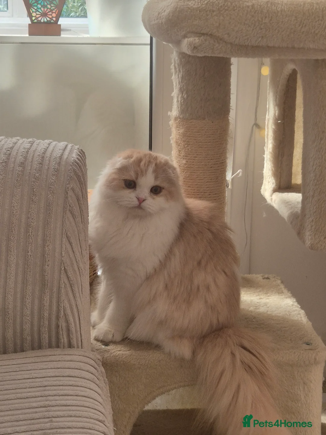 Scottish Fold cats for sale: Gorgeous Scottish-Fold  - Advert 2