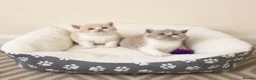 British Shorthair cats for sale: Supreme champion GCCF British Shorthair Kittens  - Advert 24