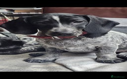 Dachshund dogs for sale: Kensington Dachshund Puppies  - Image 5