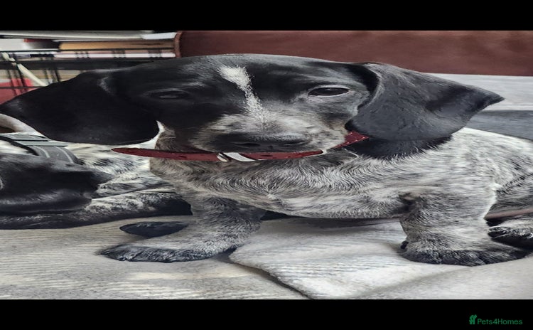 Dachshund dogs - Advert 7