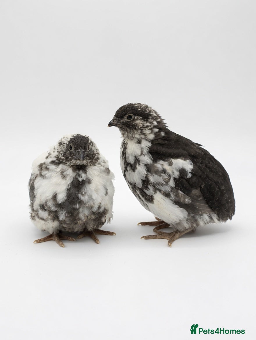 Quail poultry Coturnix Rare progressive pied quail - Advert 22