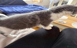 Mixed Breed cats for sale: lovely kitties - Image 5