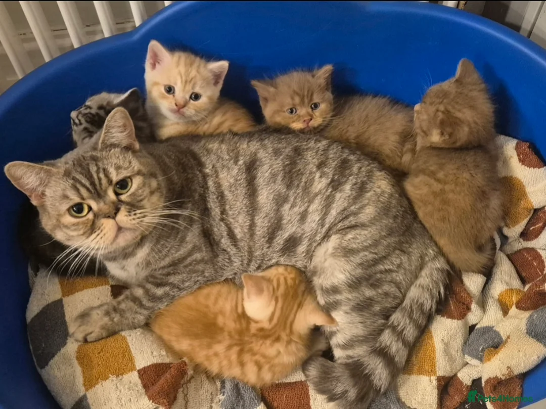 British Shorthair cats for sale: British Shorthair Kittens  - Advert 25