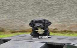 Cocker Spaniel dogs for sale: Beautiful Cocker Spaniel Puppies - Image 1