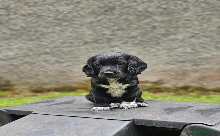 Cocker Spaniel dogs - Advert 2