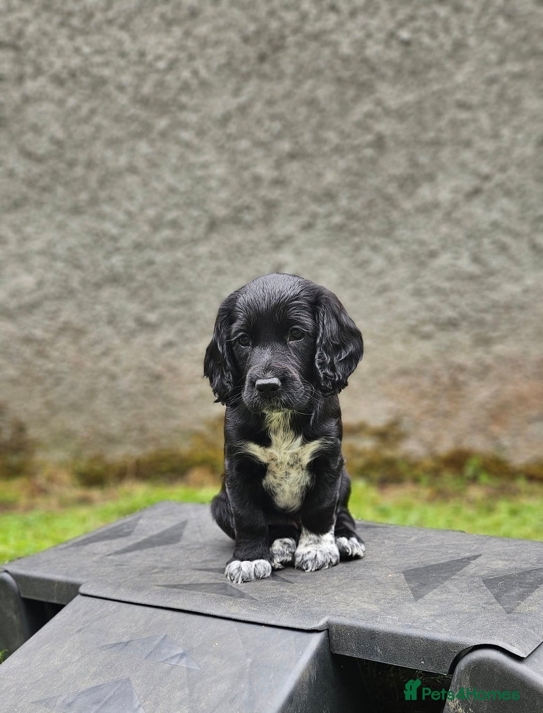 Cocker Spaniel dogs for sale: Beautiful Cocker Spaniel Puppies - Image 1