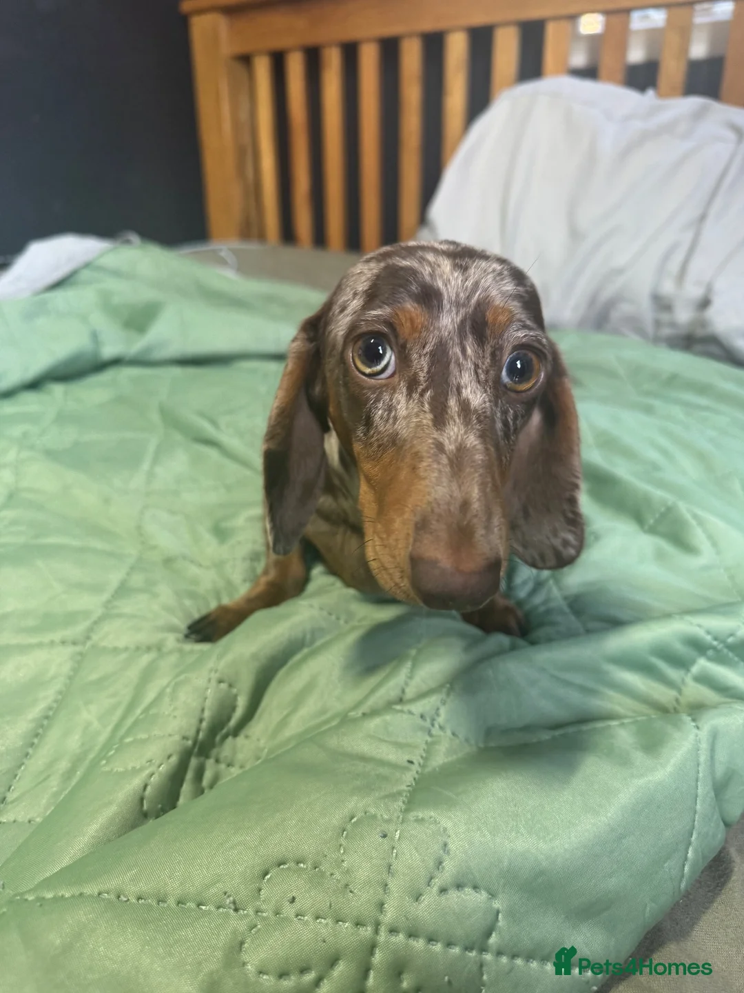 Miniature Dachshund dogs for sale: Last mini dachshund boy ready now ! in South Ockendon - Advert 10