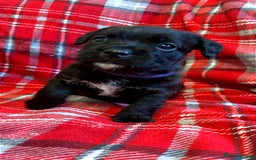 Mixed Breed dogs for sale: 🐶RARE FLUFFY BOODLE  - Advert 5