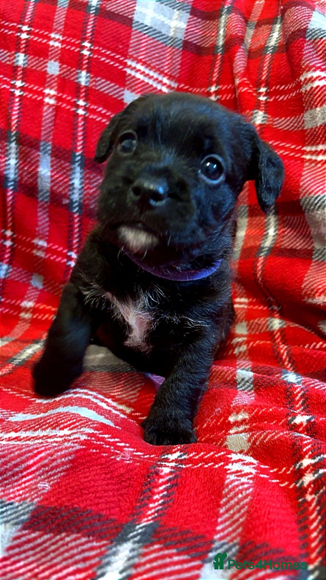 Mixed Breed dogs for sale: 🐶RARE FLUFFY BOODLE  - Advert 5