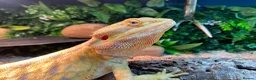 Bearded Dragon reptiles for sale: Bearded dragon  - Advert 5