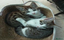 Mixed Breed cats for sale: Beautiful female tabby kittens - Image 1