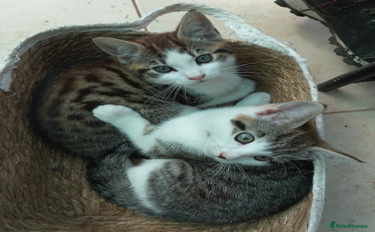 Mixed Breed cats - Advert 8