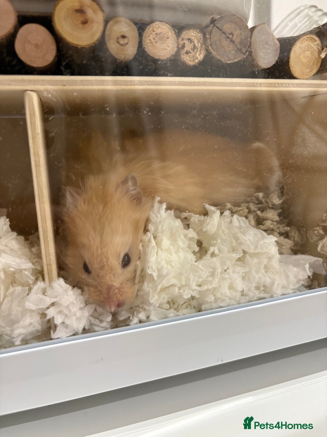 Hamster rodents for sale: Male long haired Syrian hamster - Advert 5